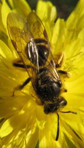 Lasioglossum sp.
