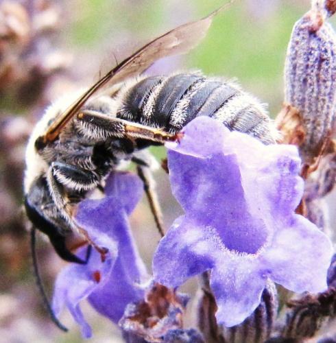 Lasioglossum albocinctum
