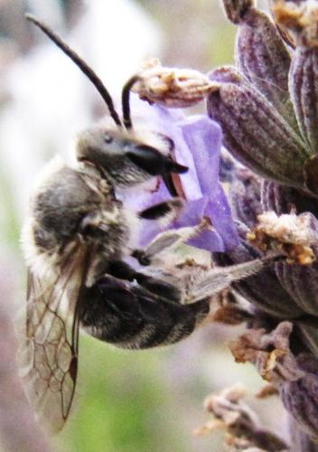 Lasioglossum albocinctum