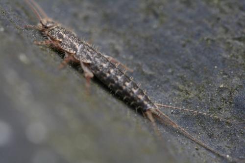 Ctenolepisma lineata