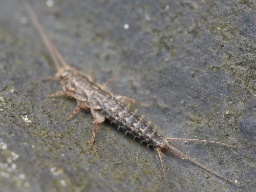 Réf. 52 750 : Ctenolepisma lineata