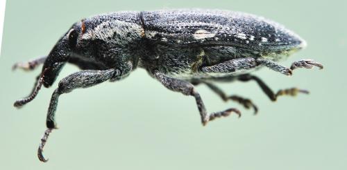 Réf. 52 409 : Lixus lateralis