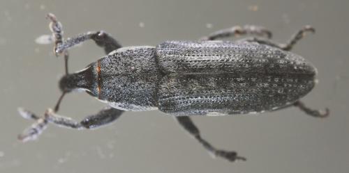 Réf. 52 410 : Lixus lateralis