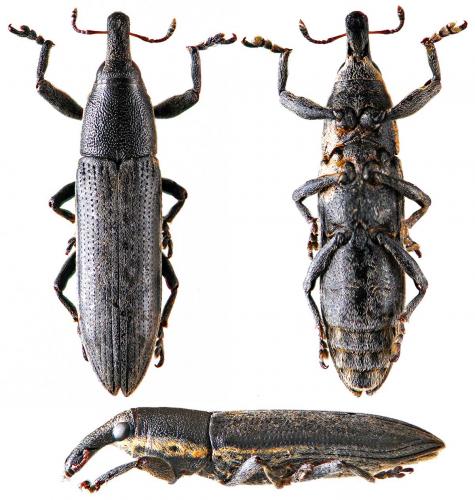 Lixus juncii