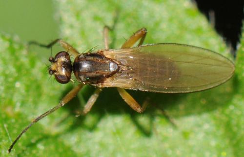 Lonchoptera lutea