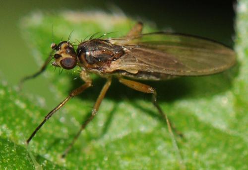 Réf. 52 433 : Lonchoptera lutea