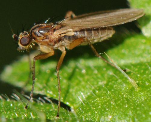 Lonchoptera lutea