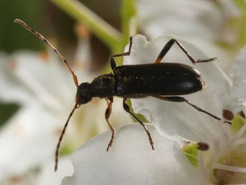 Réf. 52 557 : Grammoptera ruficornis