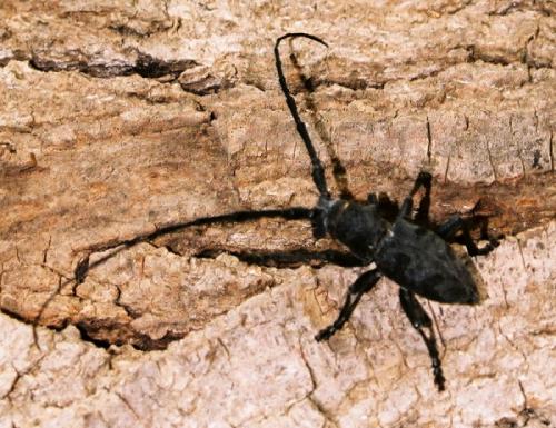 Morimus asper