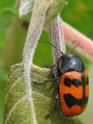 Réf. 52 618 : Cryptocephalus loreyi