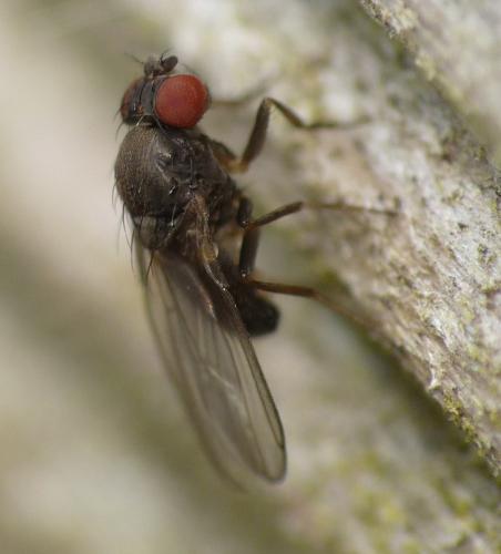 Drosophila sp.