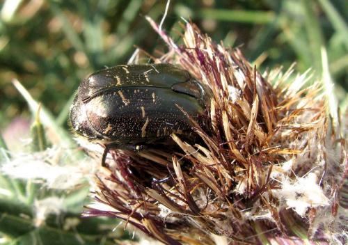 Réf. 52 150 : Potosia cuprea