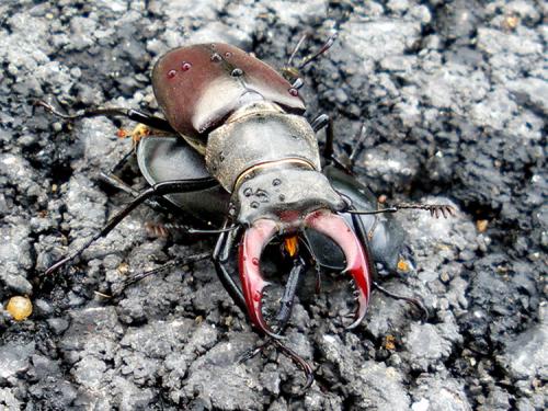 Lucanus cervus