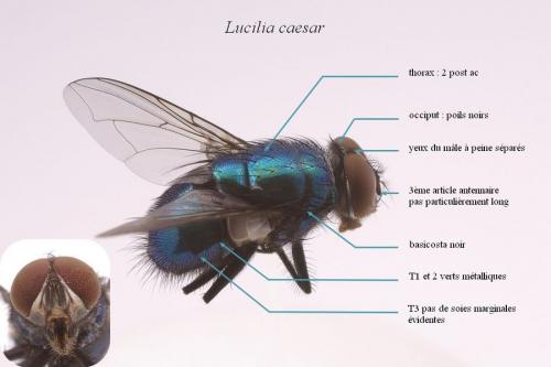 Lucilia caesar