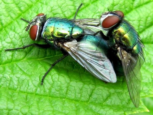 Réf. 52 096 : Lucilia sericata