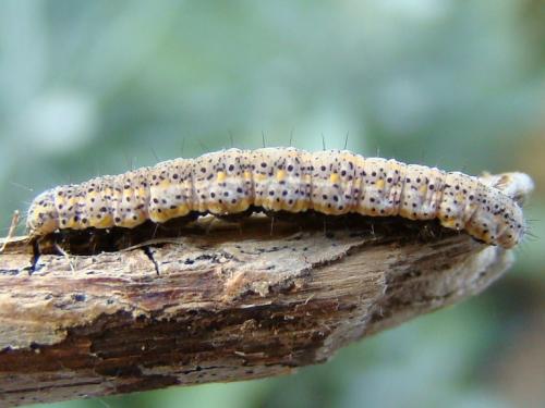 Lygephila pastinum