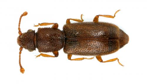 Monotoma longicollis