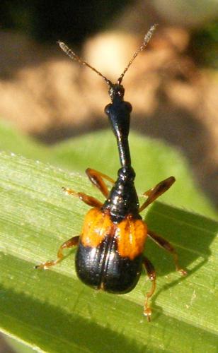 Madagasocycnelus humeralis