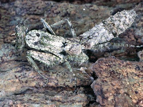 Tarachodes sp.