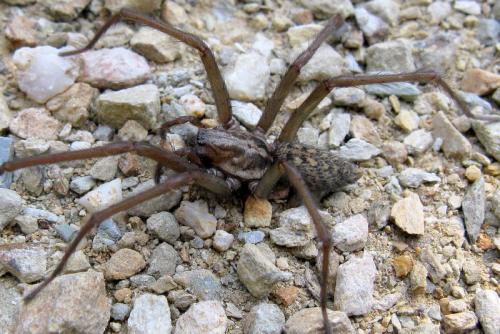Tegenaria sp.