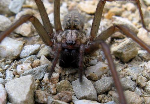 Réf. 52 926 : Tegenaria sp.