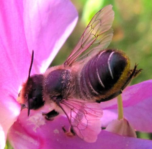 Megachile sp.