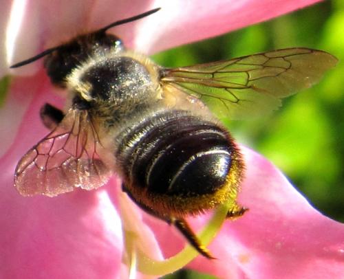 Megachile sp.
