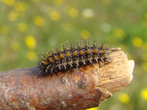 Melitaea didyma