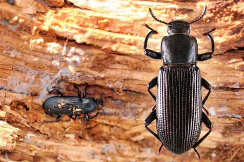 Réf. 52 995 : Menephilus cylindricus