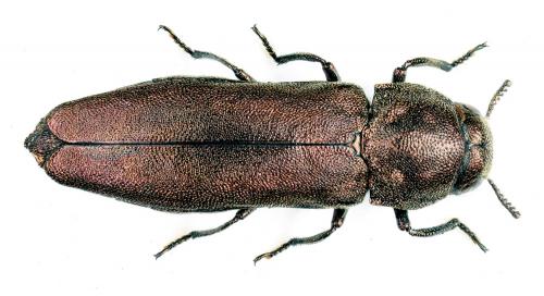 Meliboeus gibbicollis