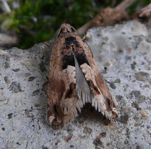 Réf. 52 889 : Crocidosema plebejana