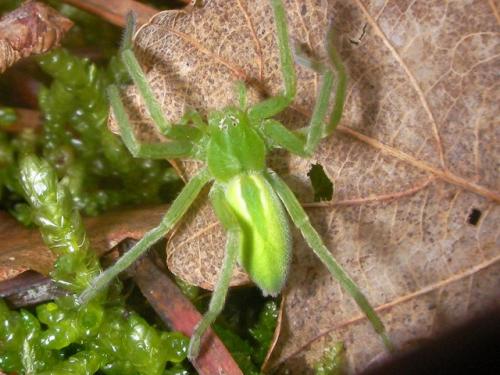 Micrommata virescens