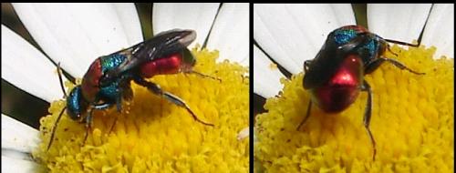 Hedychrum nobile