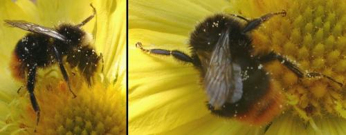 Bombus sp.