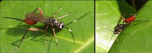 Cryptinae