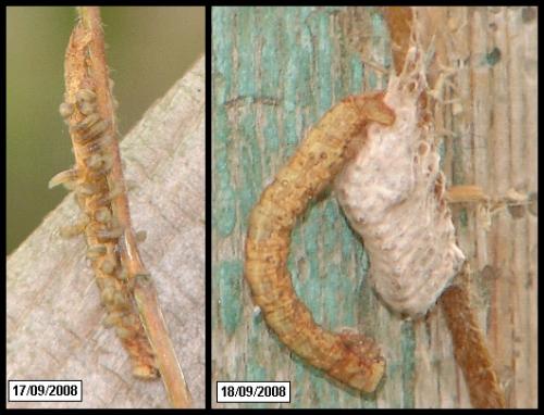 Réf. 52 736 : Microgastrinae inconnu