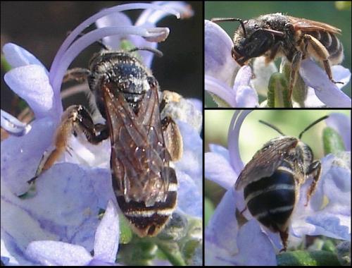 Halictus sp.