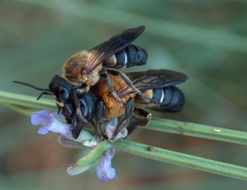 Megachile sculpturalis