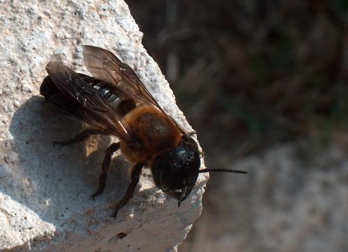 Megachile sculpturalis