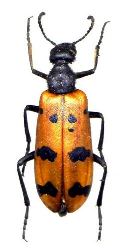 Mylabris sp.