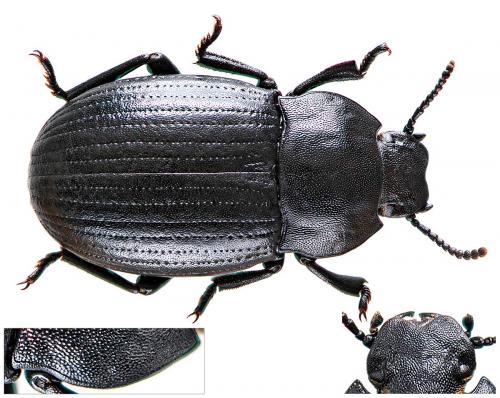 Bioplanes meridionalis