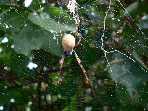 Trichonephila plumipes