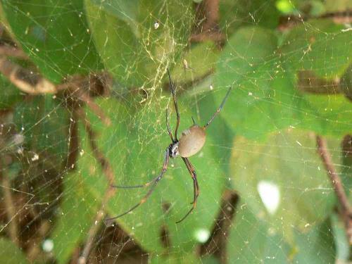 Trichonephila plumipes