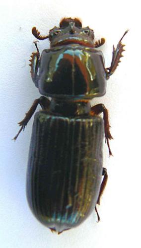 Aulacocyclus tricuspis