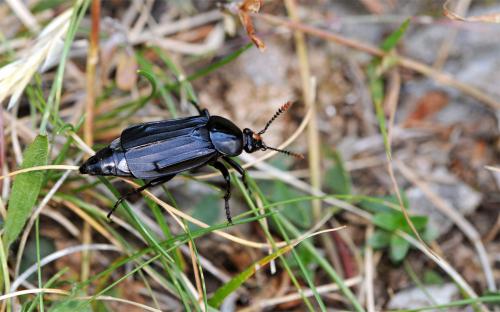 Réf. 52 380 : Necrodes littoralis