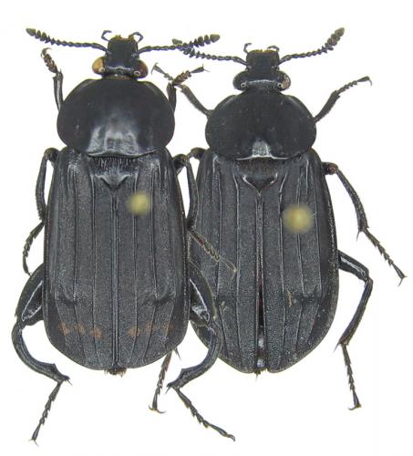 Réf. 52 383 : Necrodes surinamensis