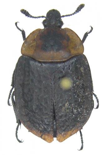 Necrophila americana