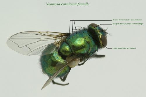 Réf. 52 781 : Neomyia cornicina