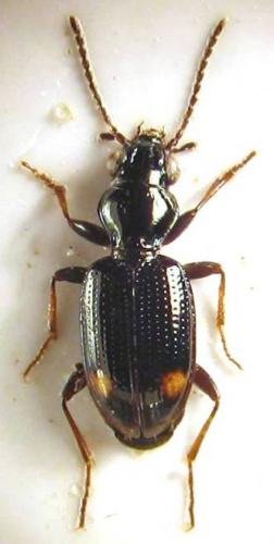 Bembidion azurescens