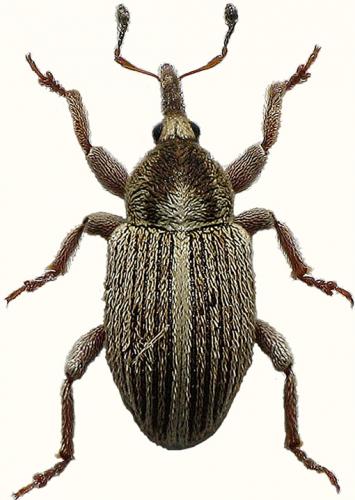 Réf. 52 076 : Tychius striatulus